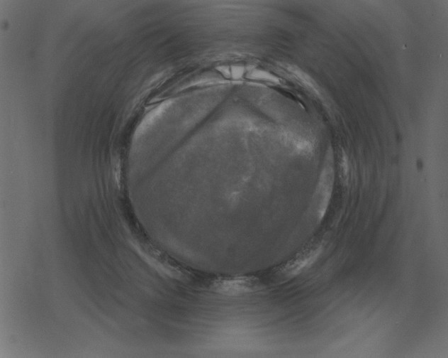 X0000078290072200612011819