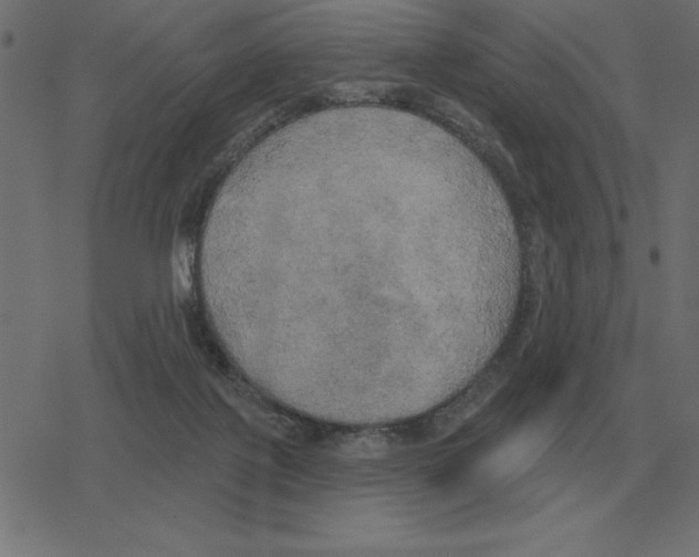 X0000078290075200612011819