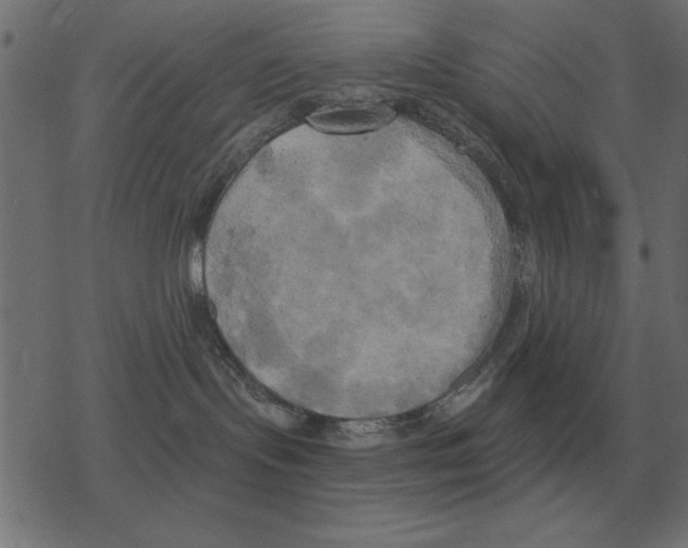 X0000078290095200612011820