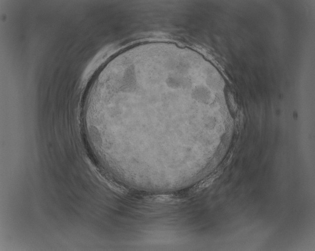 X0000078290151200612011818