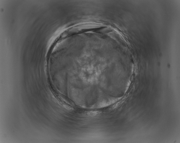 X0000078290152200612011818