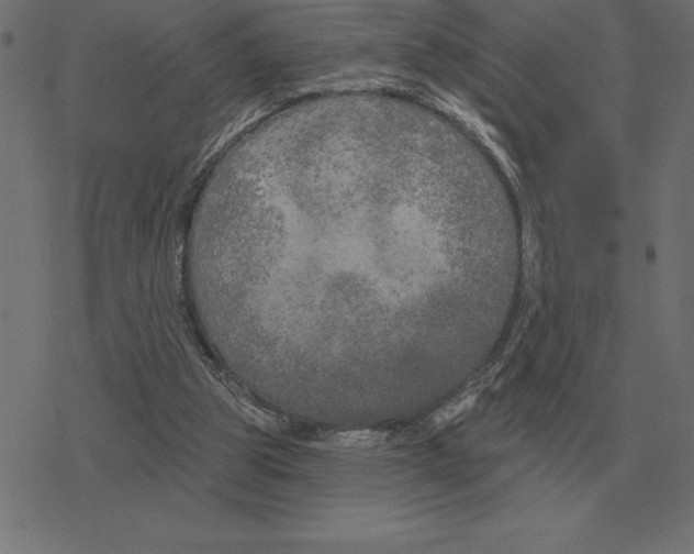 X0000078290153200612011818