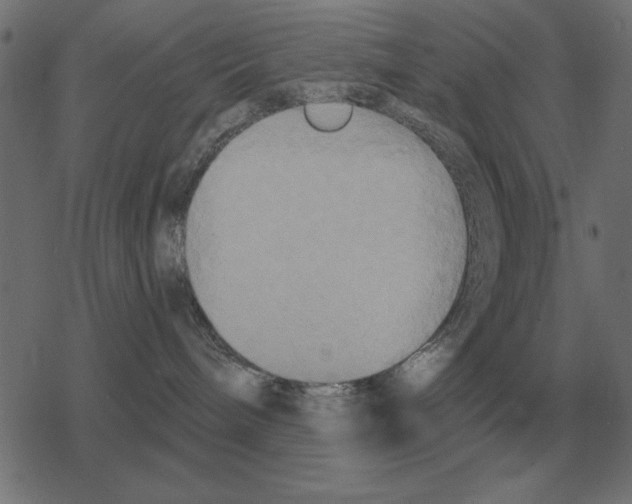 X0000078290240200612011817