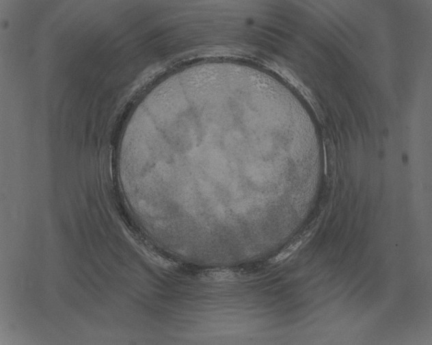 X0000078290253200612011816