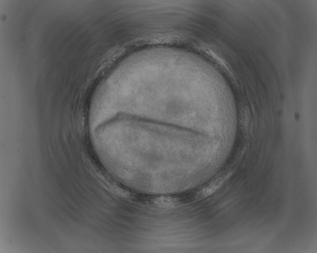 X0000078290261200612011816