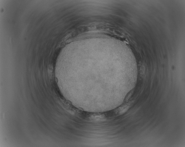 X0000078290283200612011817