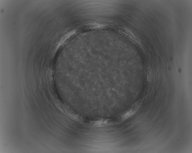 X0000078290366200612011815