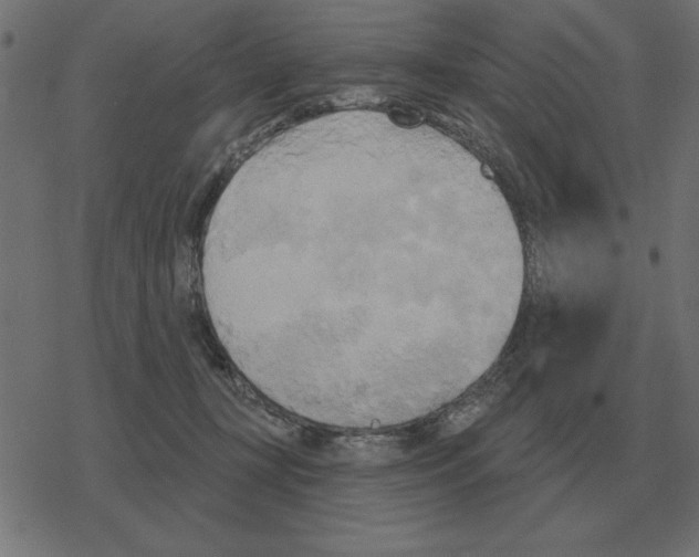 X0000078290367200612011815