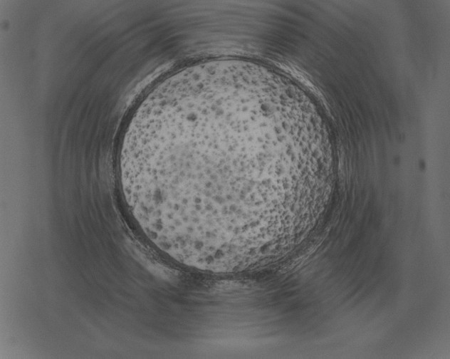 X0000078290390200612011814