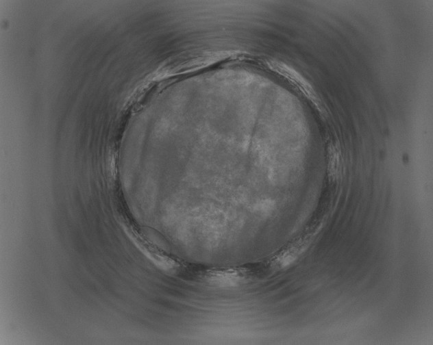 X0000078290405200612011814