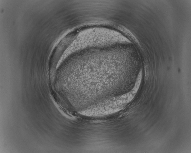 X0000078290436200612011813