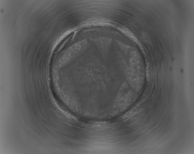 X0000078290438200612011813