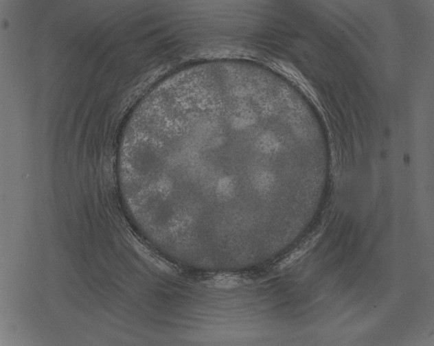 X0000078290441200612011813