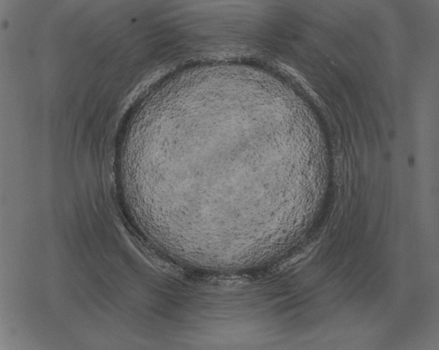 X0000078290443200612011813