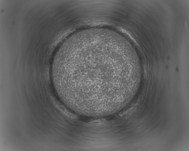 X0000078290447200612011813