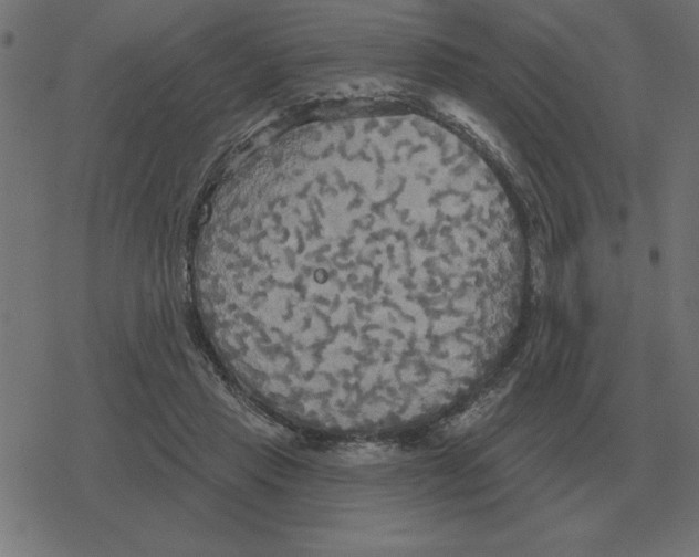 X0000078290453200612011813