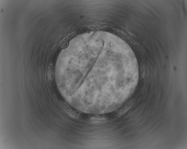 X0000078290515200612011812