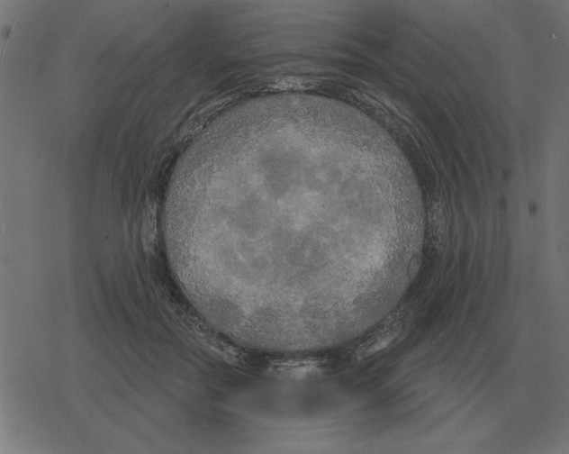 X0000078290554200612011812