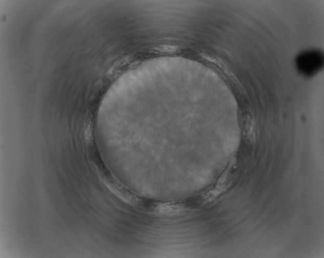 X0000078290568200612011812