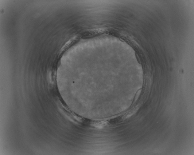 X0000078290576200612011812