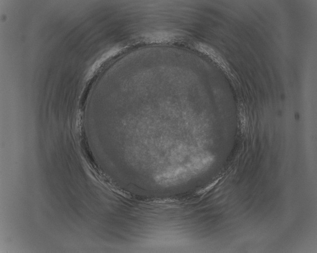 X0000078290583200612011811