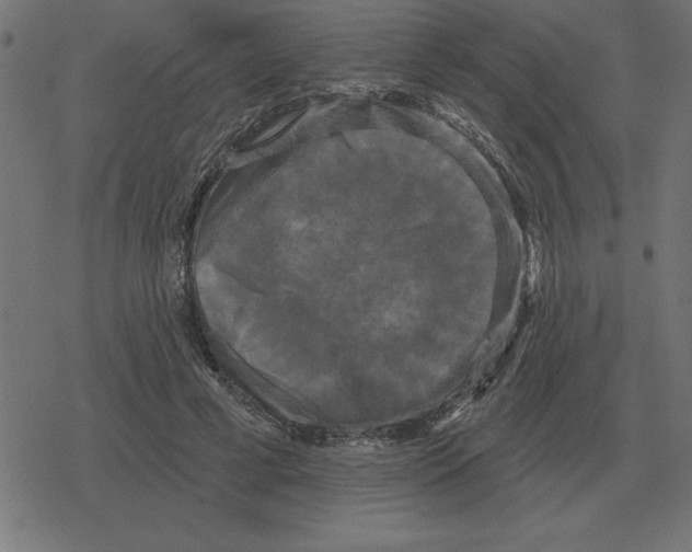 X0000078290593200612011811