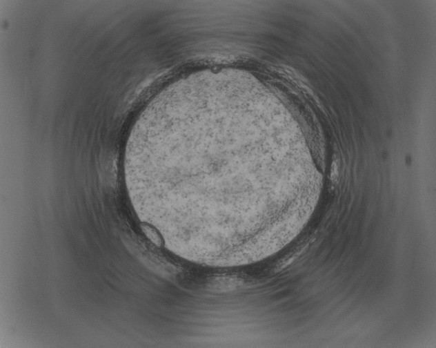 X0000078290596200612011811