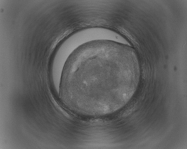 X0000078290634200612011810