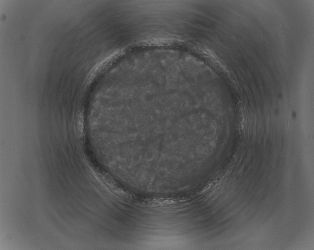 X0000078290640200612011810