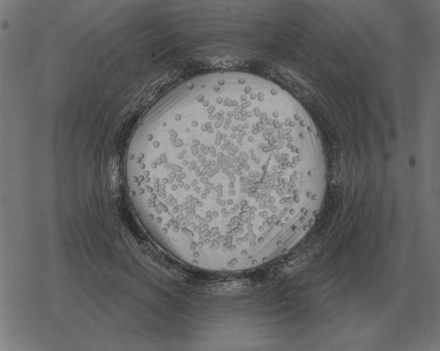 X0000078290646200612011810