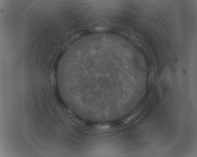 X0000078290651200612011810