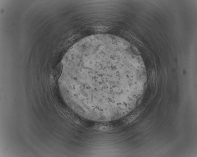 X0000078290655200612011810