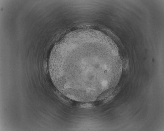 X0000078290669200612011810