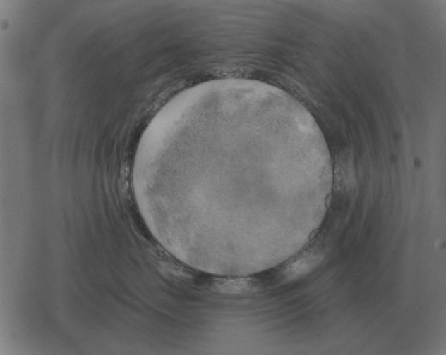 X0000078290671200612011810