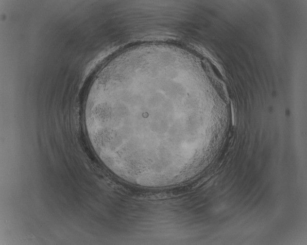 X0000078290675200612011810