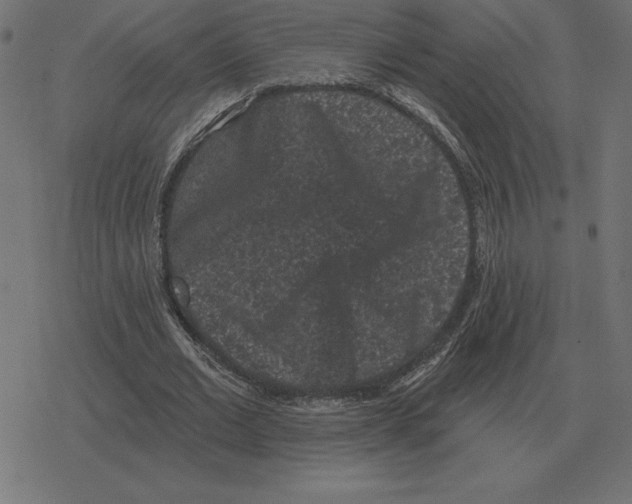 X0000078290677200612011810