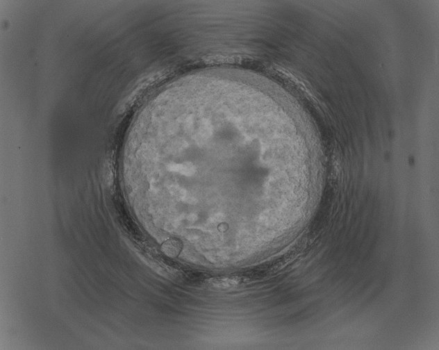 X0000078290687200612011809