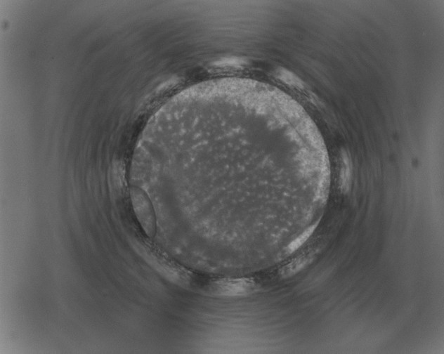 X0000078290711200612011809