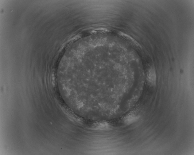 X0000078290715200612011809