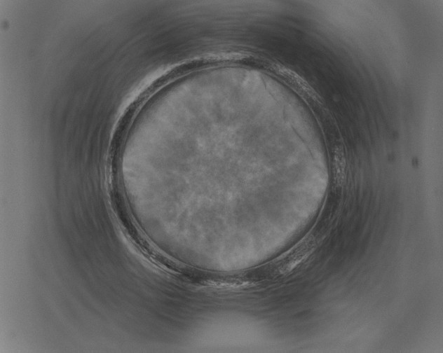 X0000078290726200612011808