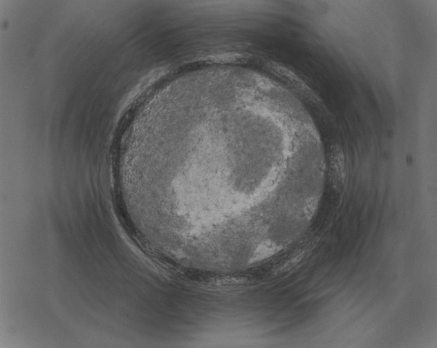 X0000078290734200612011808