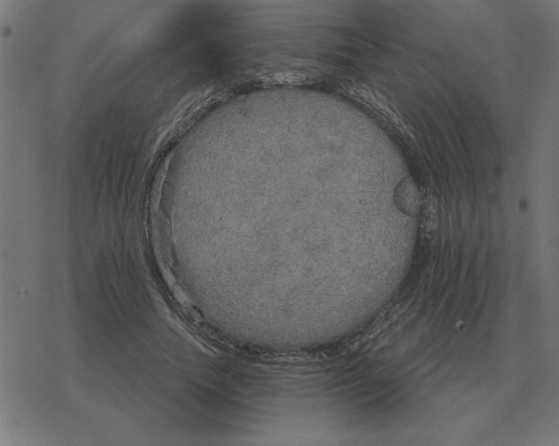 X0000078290738200612011808