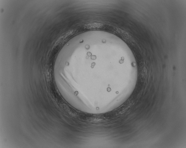 X0000078290743200612011808