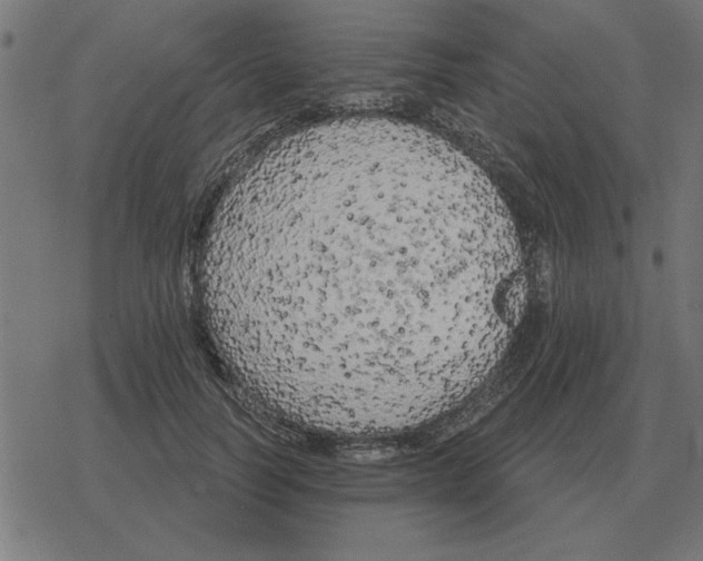 X0000078290746200612011808