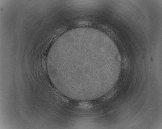 X0000078290753200612011809