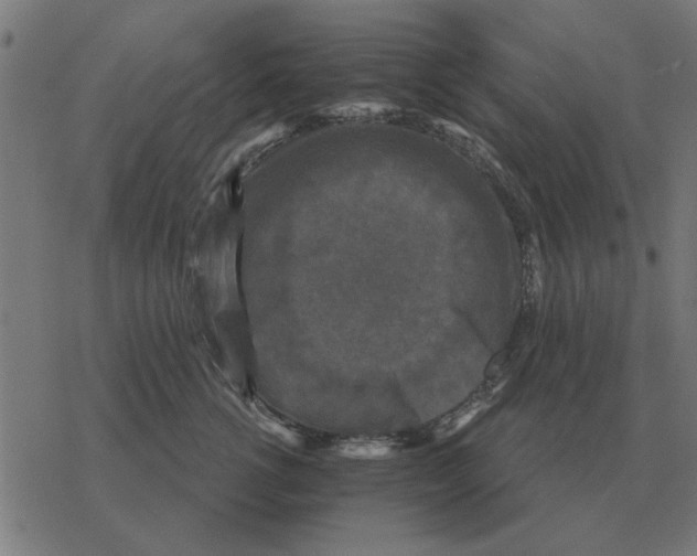 X0000078290762200612011809