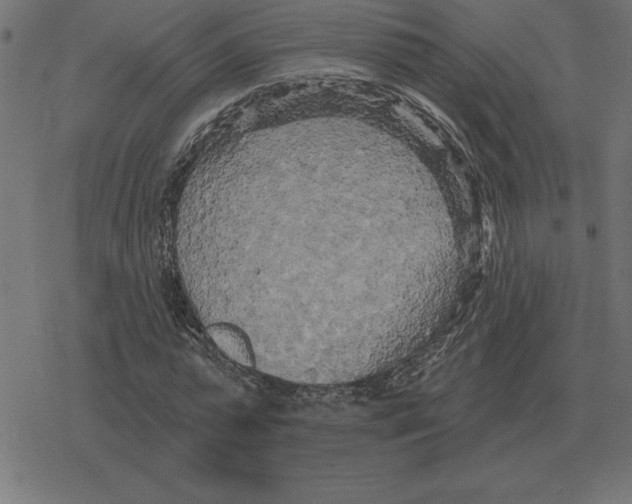 X0000078290775200612011808