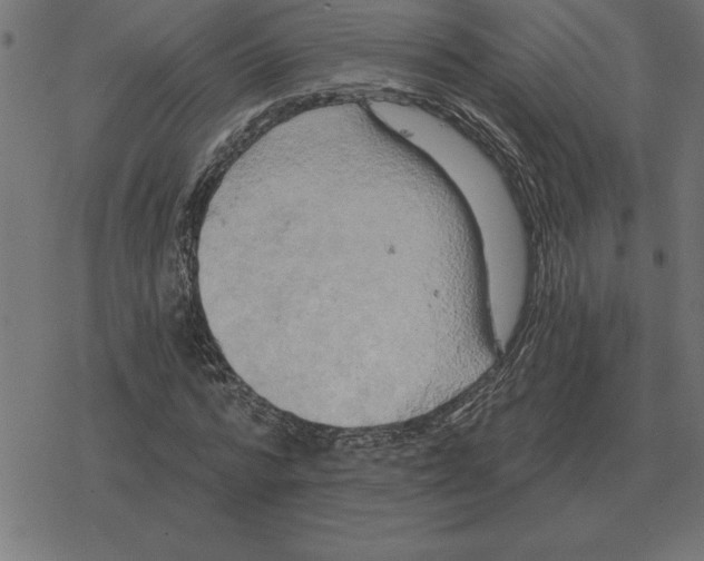 X0000078290776200612011808