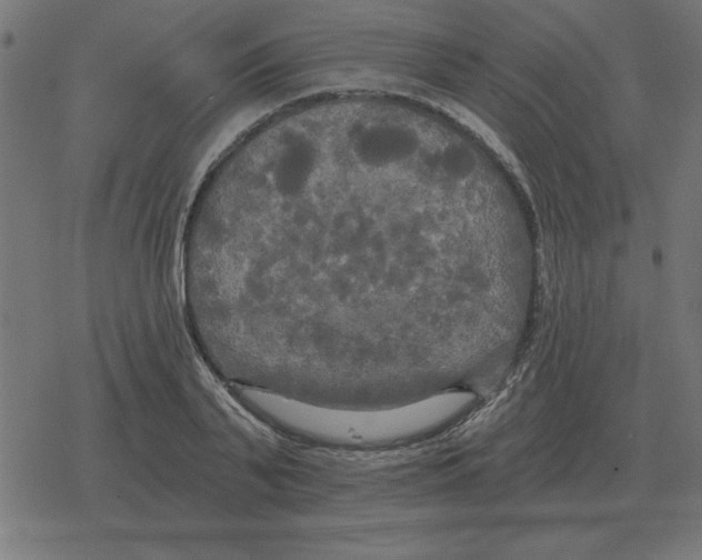 X0000078290791200612011808