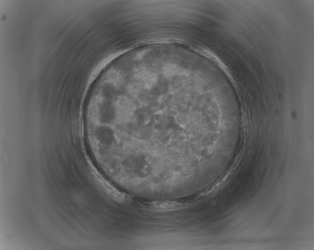 X0000078290795200612011808